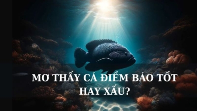 Mơ thấy cá đánh số gì may mắn? Giải mã chi tiết các giấc mơ